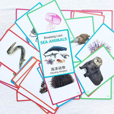 My Own Flash Cards - Sea Animals